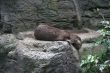 River otter