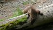 River otter