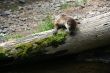 River otter