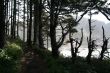 Beach trail: silhouettes