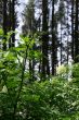 Underbrush