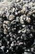 Abstract, mussels and barnacles