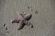 Purple - brown  starfish