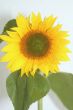 Zonnebloem Sunflower