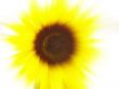 Sunflower blur