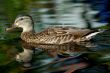 Duck Swimming