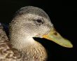 Duck Portrait