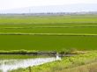 Rice Growing California