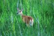 Deer in a Meadow