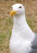 Seagull Portrait