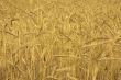 wheat field