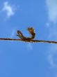 strong knot at the old rope in the sky