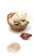 sea shell