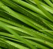 droplets on grass - shallow focus