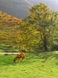 Horse on the meadow