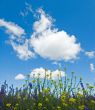 background of blooming flowers, green grass and blue sky