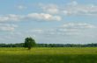 lonely tree standind in th? field