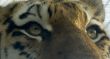 tiger eyes