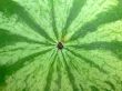 watermelon rind background
