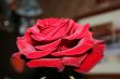 Big velvet red rose