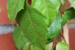 wet green leaf with water drops