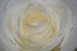 Macro of big white rose