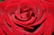 Macro of red rose with water drops on its petals