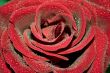 Macro of red rose with water drops on its petals