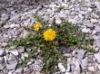 dandelion weed