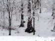snow covering trees background