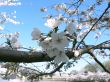 cherry blossoms 11 of Washington, DC