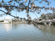cherry blossoms 12 of Washington, DC