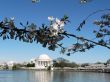 cherry blossoms 9 of Washington, DC