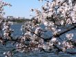 cherry blossoms 5 of Washington, DC