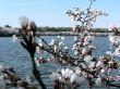cherry blossoms 6 of Washington, DC