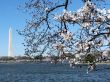 cherry blossoms 7 of Washington, DC