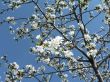 cherry blossoms 3 of Washington, DC