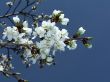 cherry blossoms of Washington, DC