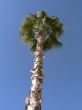 Arizona palm tree