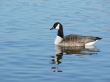 canada goose floating