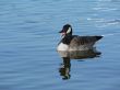 canada goose honking