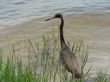 bird egret 2