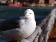 seagull  portrait - perched on pole