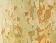 Tree texture