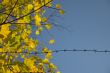 autumn in jail