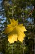autumn goes on
