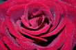 Macro of red rose with water drops on its petals