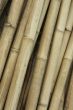 bamboo background
