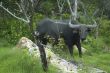 water buffalo