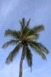 palm tree